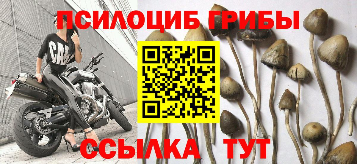 Галлюциногенные грибы мицелий  Псилоцибиновые грибы MAGIC MUSHROOMS  Вход с VPN  Тихорецк 